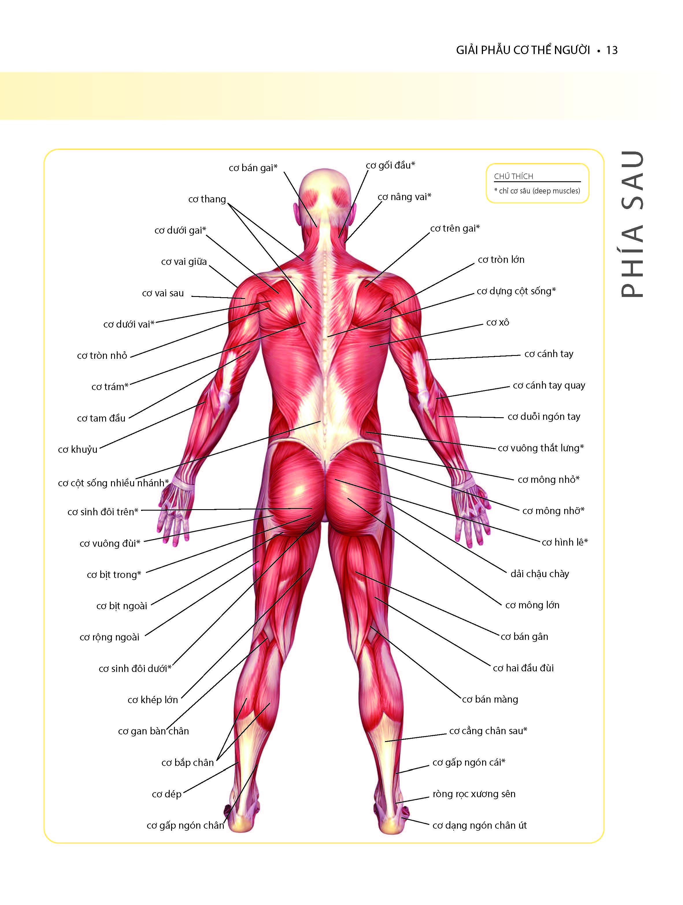 Khỏe Đẹp Với Các Bài Tập Cơ Bản