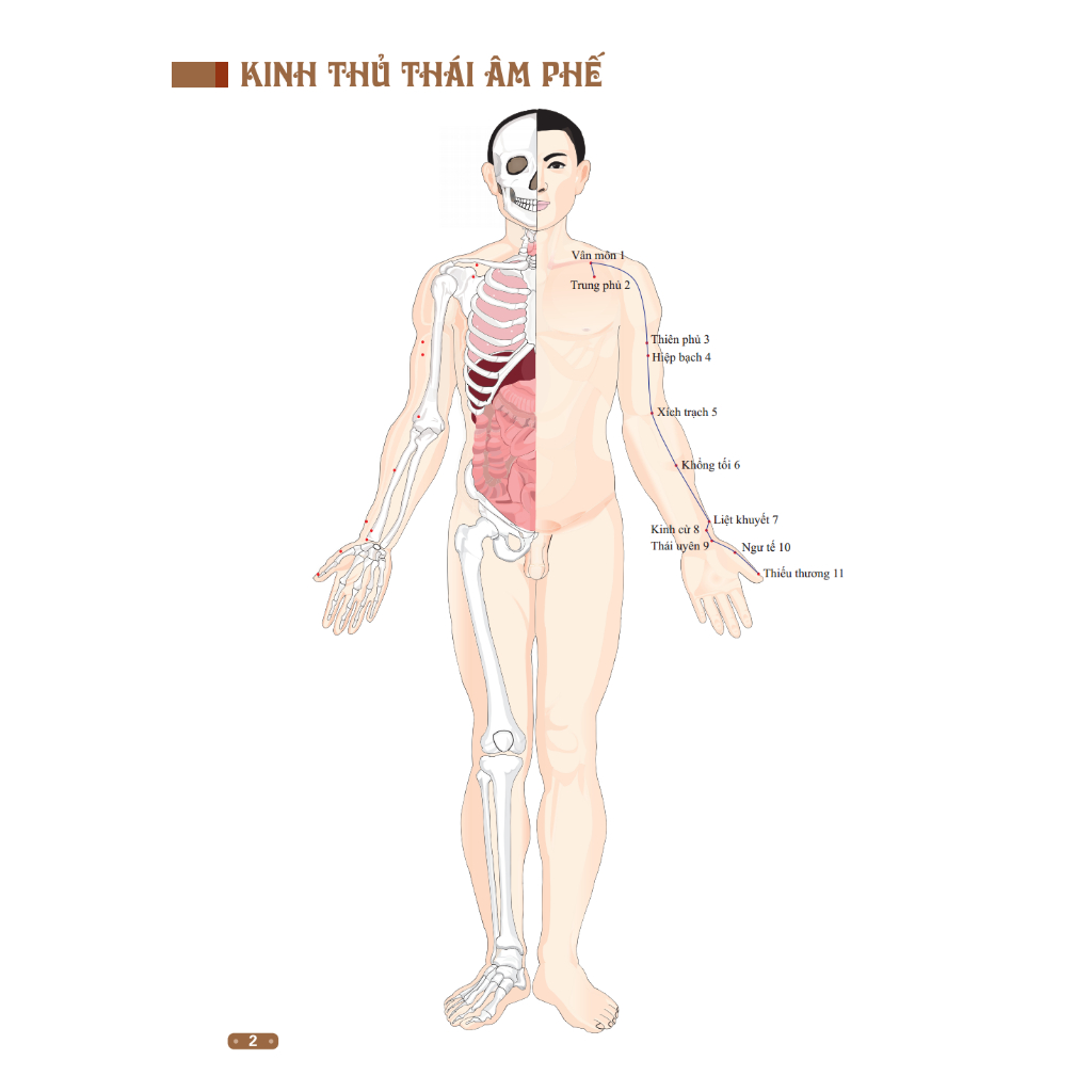Sách - Đồ giải kinh lạc huyệt vị cơ thể (bìa mềm)