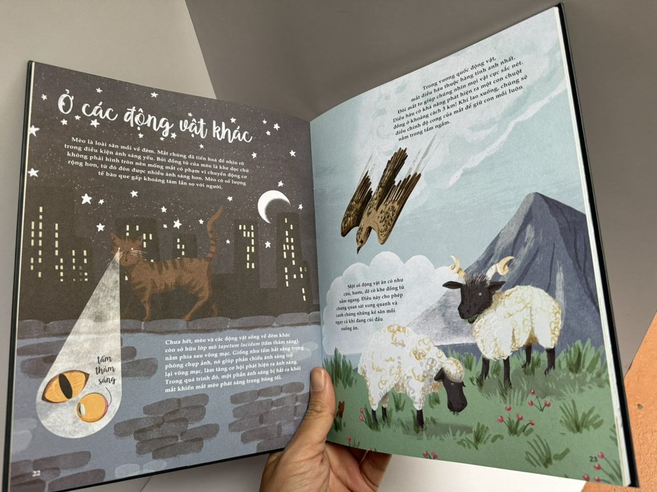 (in màu toàn bộ) BẢY GIÁC QUAN PHI THƯỜNG - Cathy Evans – Huyền Thục dịch – San Hô Books – NXB Thanh niên