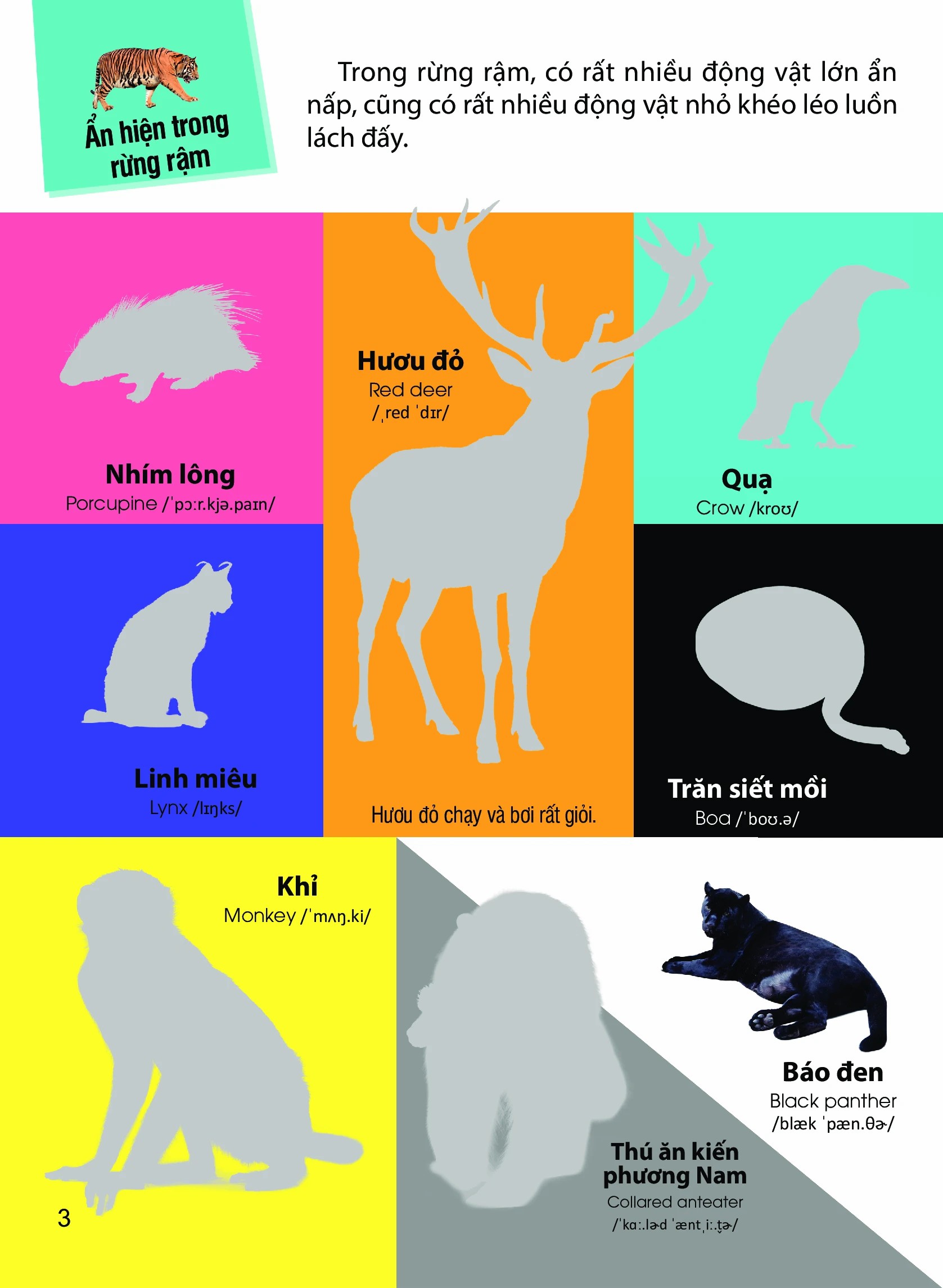Dán hình nhận biết động vật - Động vật hoang dã