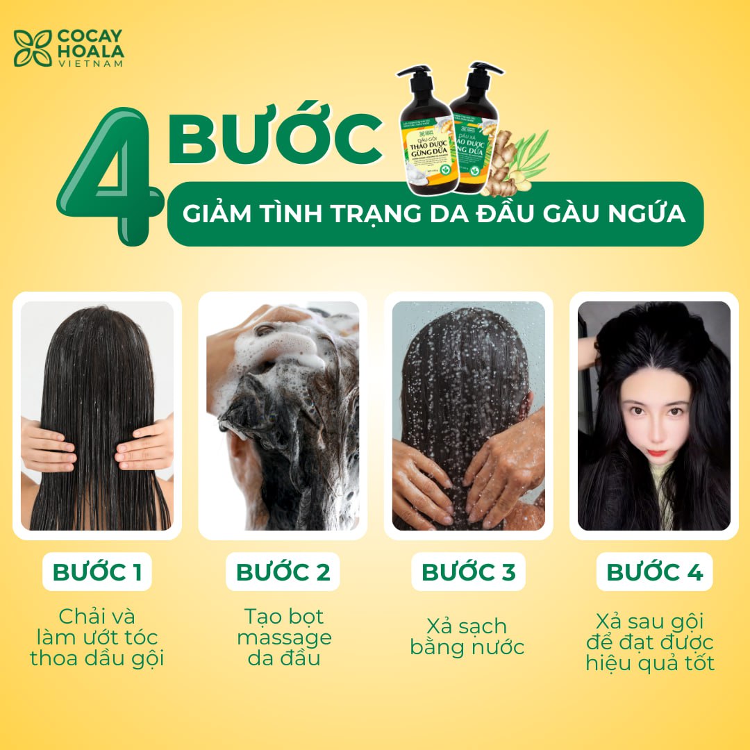 Bộ dầu gội thảo dược gừng dừa Cocayhoala hỗ trợ trị gàu, giảm nấm ngứa, dung tích 440g/chai- 95% thành phần từ gừng tươi hữu cơ còn nguyên xơ gừng, hỗ trợ trị rụng tóc, kích thích mọc tóc vượt trội