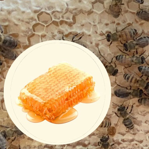 Mật ong rừng thượng hạng núi cao - 100% mật ong chín Mẹ Tiên Honimore 110g