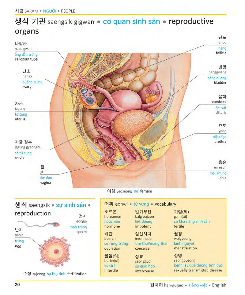 Korean Vietnamese English Trilingual Dictionary