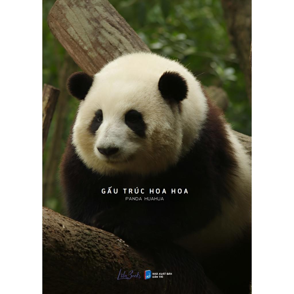 Gấu Trúc Hoa Hoa - Bản Quyền