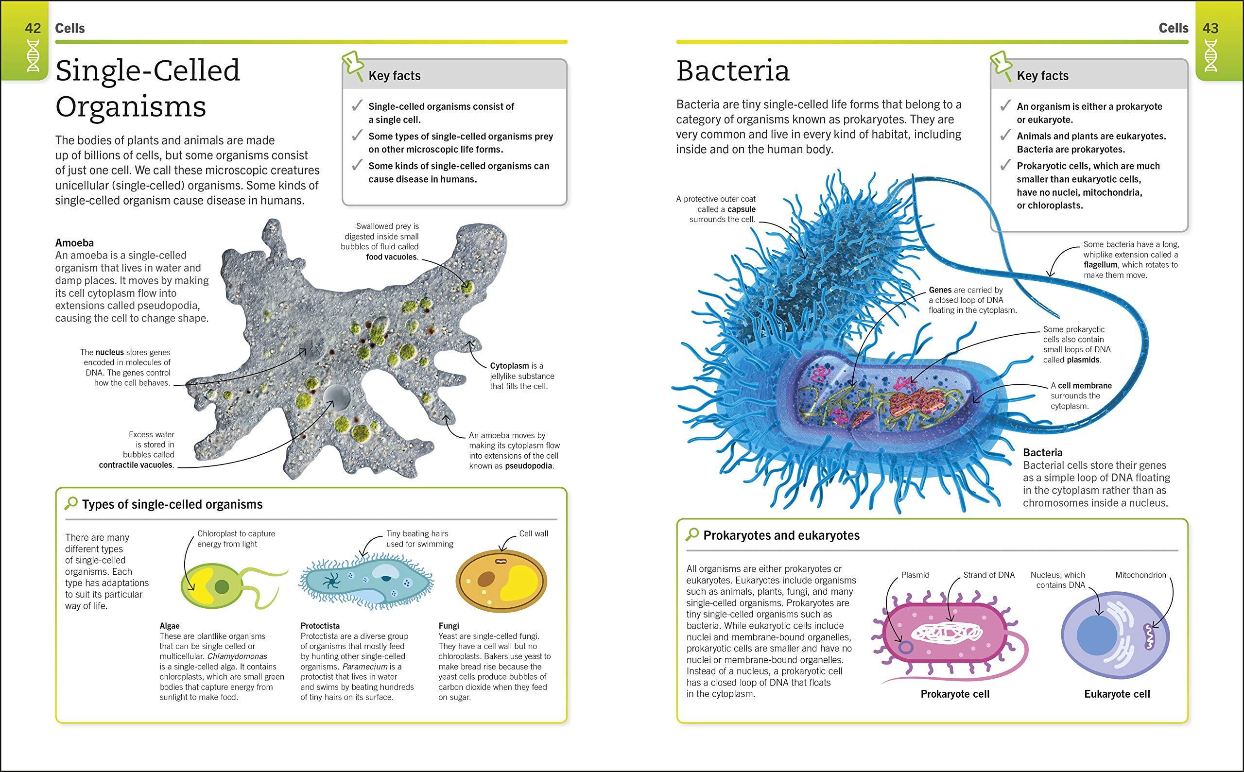 Biology: The Ultimate Bitesize Study Guide (Supersimple)
